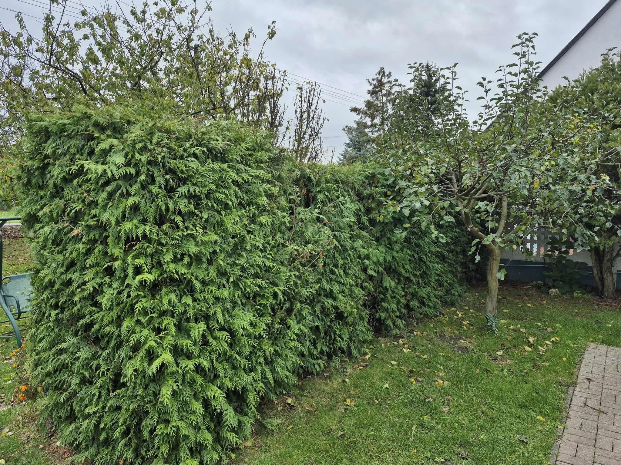 Zadbany żywopłot z tui szmaragd, regularnie przycięty, oddzielający posesję. Widoczne zielone trawniki i fragment ścieżki z kostki brukowej. Tło: pochmurne niebo.