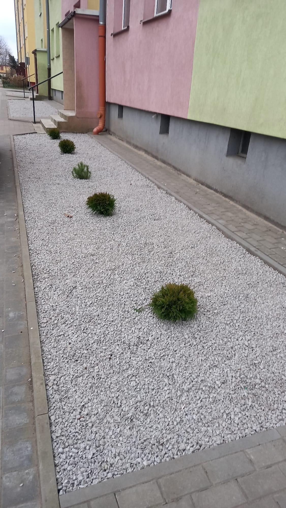 Obszar przed budynkiem wielorodzinnym wyłożony drobnym, białym żwirem z nasadzonymi kulistymi krzewami iglastymi wzdłuż ścieżki.