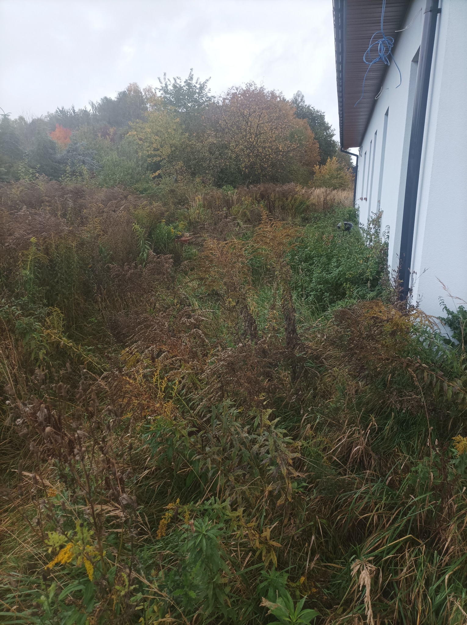 Zarośnięty teren przy budynku z białą elewacją. Widoczne wysokie trawy i chwasty, w tle drzewa z jesiennymi liśćmi. Teren wymaga niwelacji.