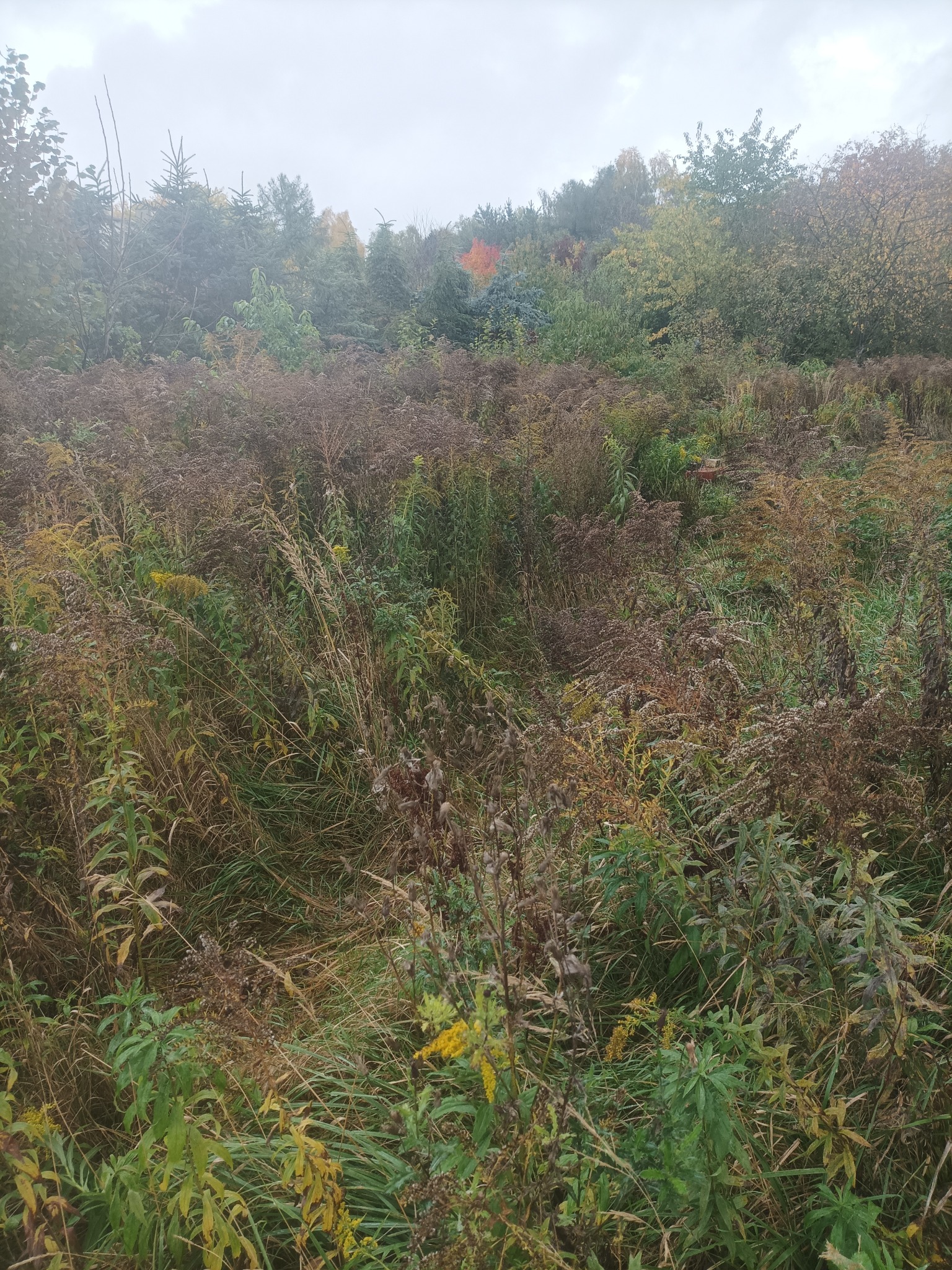 Zarośnięty teren z widocznymi drzewami w tle, jesienna kolorystyka. Teren przed rozpoczęciem prac ziemnych, takich jak niwelacja lub wykop pod fundamenty.