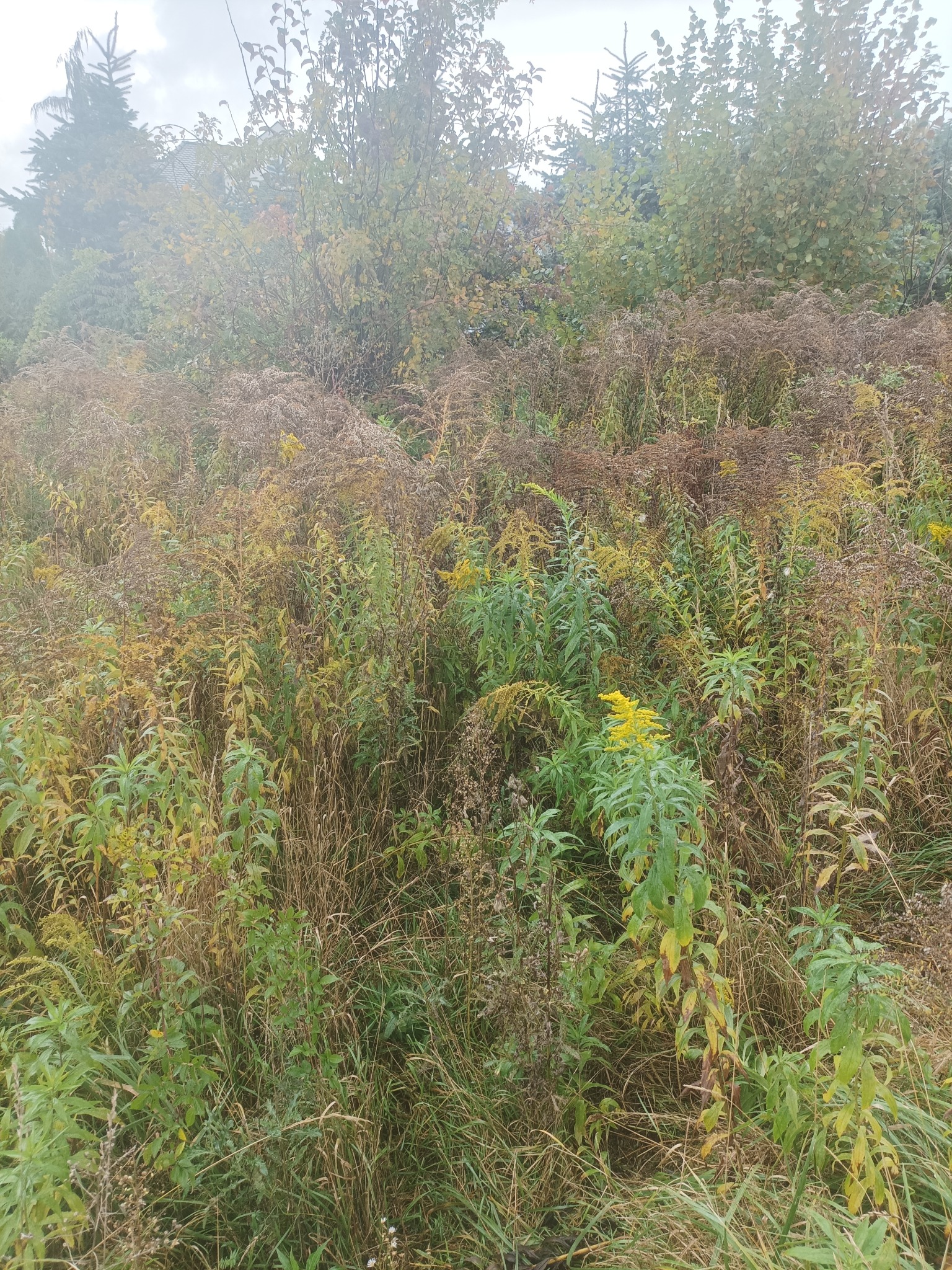 Zarośnięty teren z wysoką trawą i chwastami, widoczne drzewa w tle. Teren zaniedbany, wymagający interwencji. Naturalne, jesienne barwy.