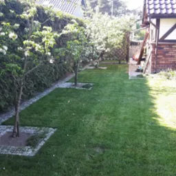 Wypielęgnowany trawnik z młodymi drzewkami owocowymi w kwitnącej fazie, obrzeżami z kostki brukowej i żywopłotem z tui w tle, przy budynku z cegły.