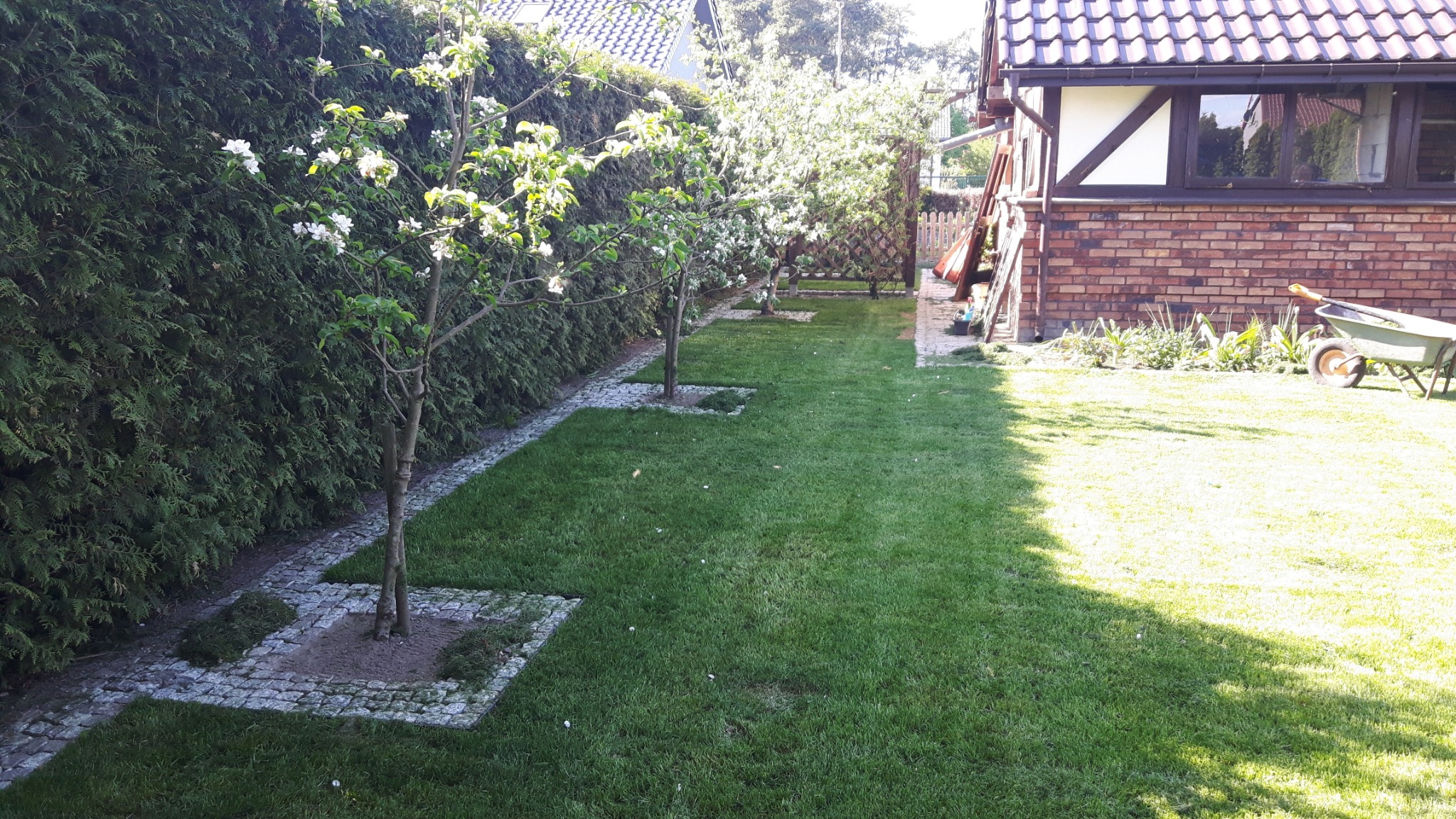 Wypielęgnowany trawnik z młodymi drzewkami owocowymi w kwitnącej fazie, obrzeżami z kostki brukowej i żywopłotem z tui w tle, przy budynku z cegły.