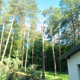 Czysta Strefa Mateusz Wójcik - Arborysta na wysokiej sośnie, w trakcie wycinki gałęzi. Na trawniku leżą ścięte konary, w tle las i fragment budynku. Słoneczny dzień, błękitne niebo.