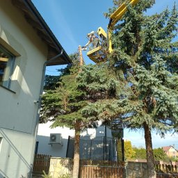 Czysta Strefa Mateusz Wójcik - Pracownik w żółtym podnośniku tnie drzewo piłą spalinową. W tle dom z klimatyzacją i błękitne niebo. Częściowo ogołocone drzewo iglaste.