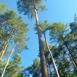 Czysta Strefa Mateusz Wójcik - Wysokie sosny widziane z dołu, na jednej z nich widać sylwetkę osoby zabezpieczonej linami, prawdopodobnie podczas prac na wysokości. Błękitne niebo w tle.