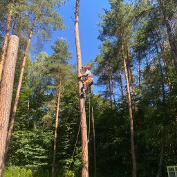 Czysta Strefa Mateusz Wójcik - Arborysta w kasku i uprzęży, w trakcie wspinaczki na wysokie drzewo iglaste, z liną i sprzętem, na tle lasu i błękitnego nieba. Praca na wysokościach.
