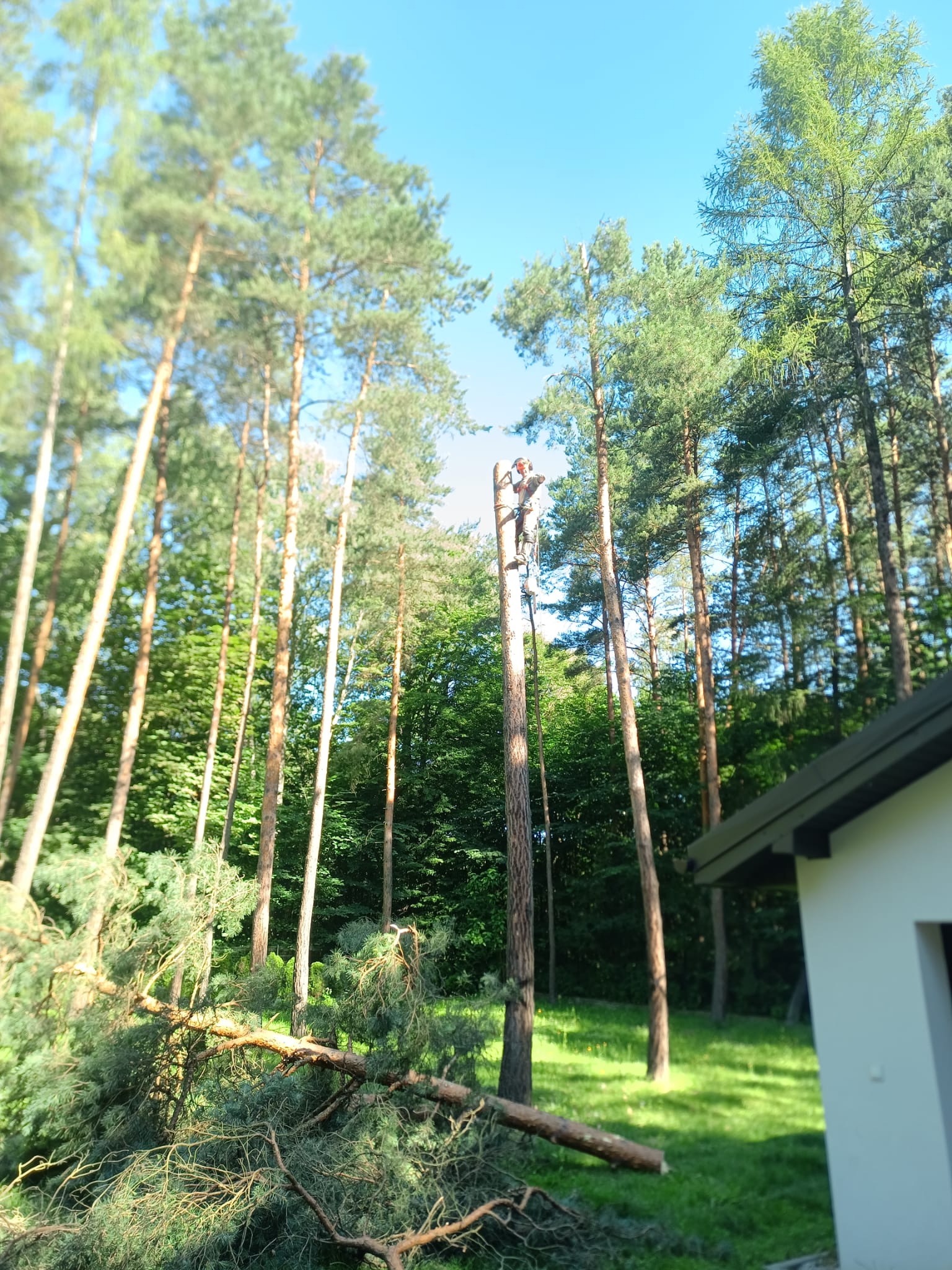 Arborysta na wysokiej sośnie, w trakcie wycinki gałęzi. Na trawniku leżą ścięte konary, w tle las i fragment budynku. Słoneczny dzień, błękitne niebo.