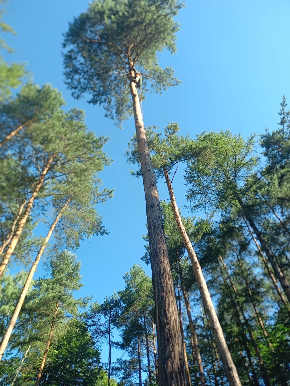 Wysokie sosny widziane z dołu, na jednej z nich widać sylwetkę osoby zabezpieczonej linami, prawdopodobnie podczas prac na wysokości. Błękitne niebo w tle.