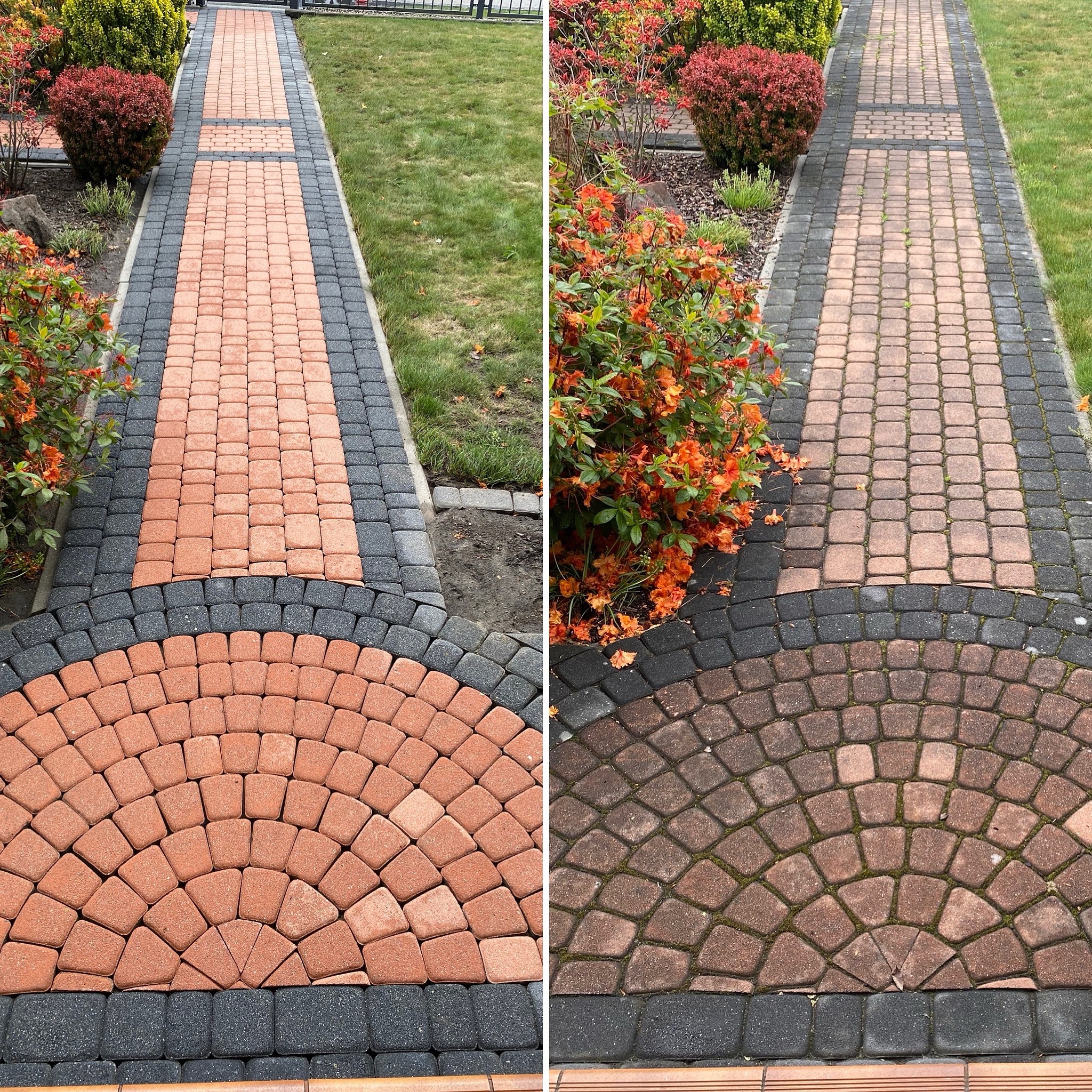Zdjęcie 'przed i po' czyszczenia kostki brukowej: po lewej czysta, pomarańczowa kostka, po prawej zabrudzona, ciemna. Widoczny fragment ścieżki w ogrodzie.
