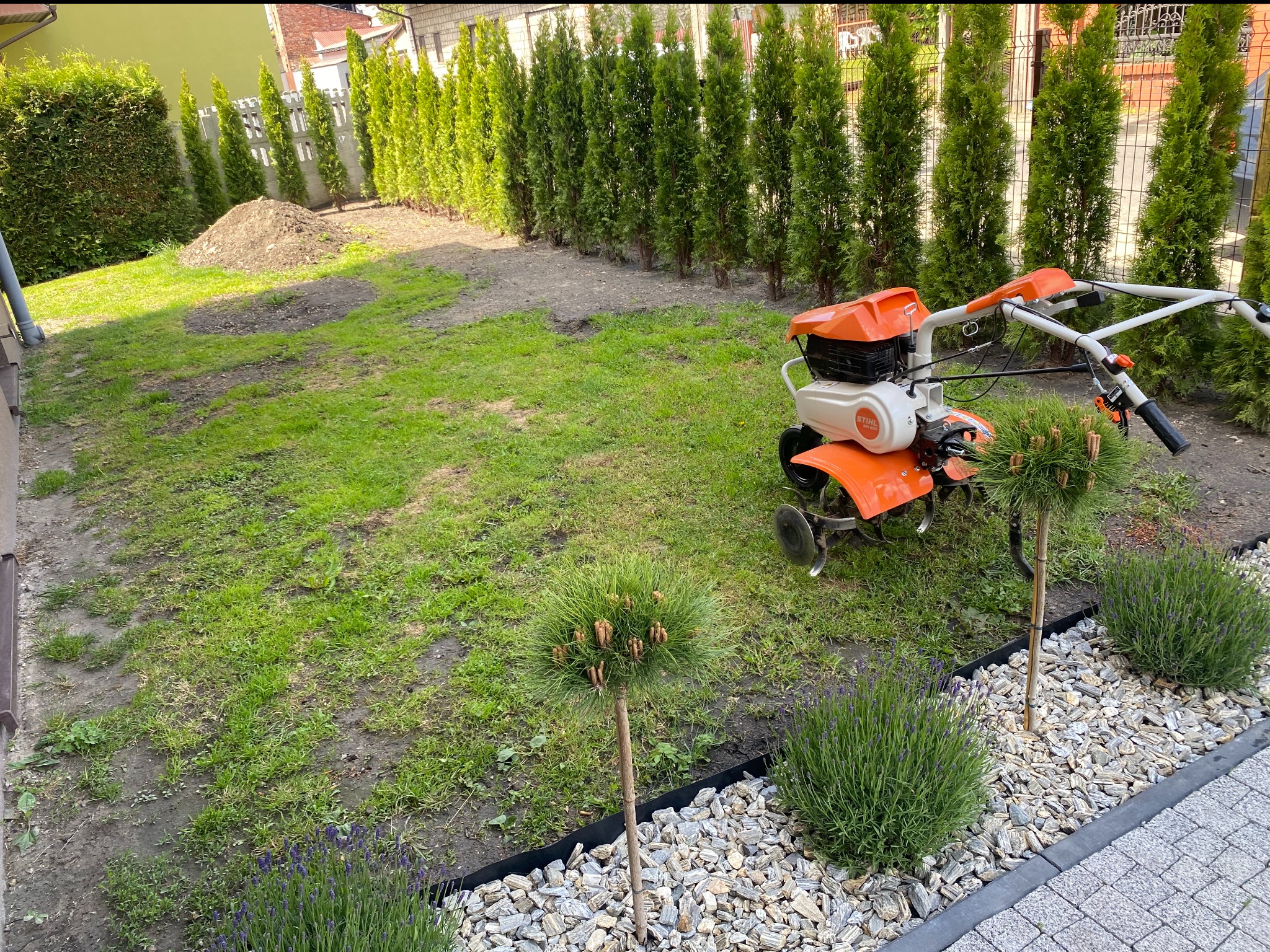 Pomarańczowy glebogryzarki Stihl w ogrodzie z równo posadzonymi tujami i ozdobnymi krzewami. Świeżo przekopana ziemia i przygotowane rabaty.