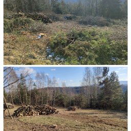 Wycinka drzew Bochnia 4