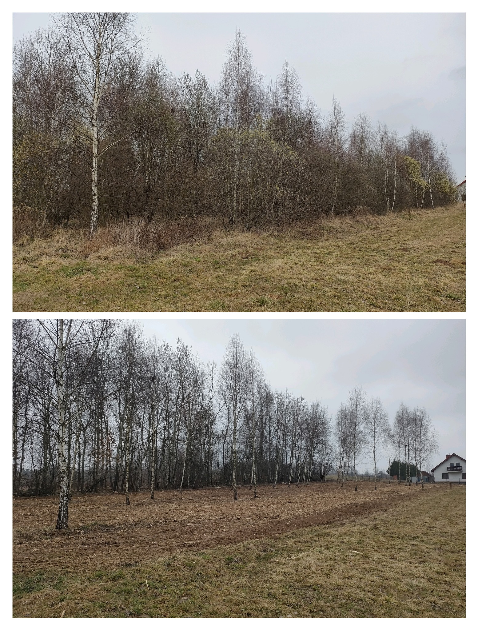 Zdjęcie 'przed i po' wycinki drzew, ukazujące teren zarośnięty drzewami i krzewami, a następnie ten sam teren po wycince, z widocznymi pniami drzew.