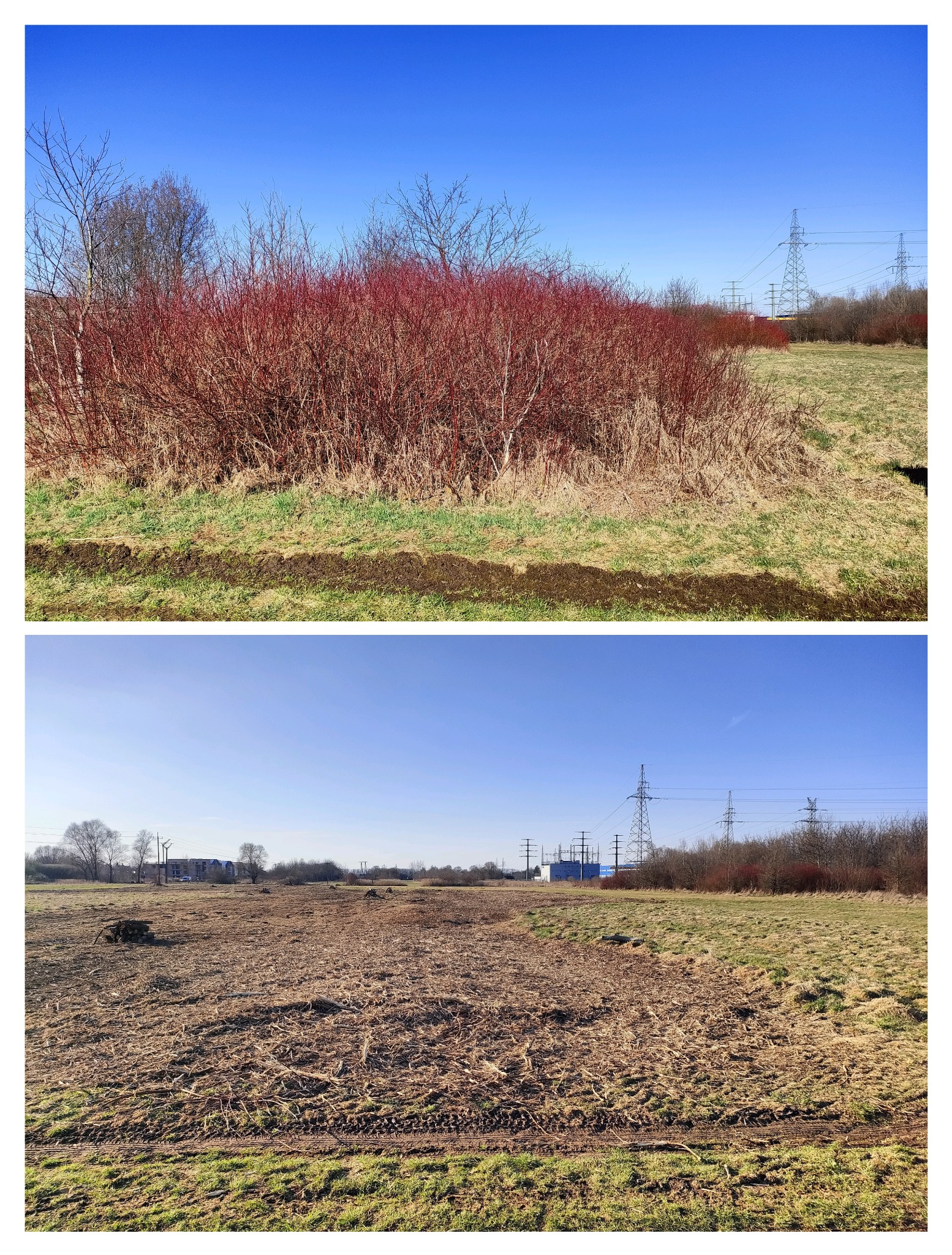 Porównanie terenu przed i po wycince krzewów. Na górnym ujęciu gęste, czerwone krzewy, na dolnym - puste pole z pozostałościami po wycince. Widoczne słupy wysokiego napięcia.