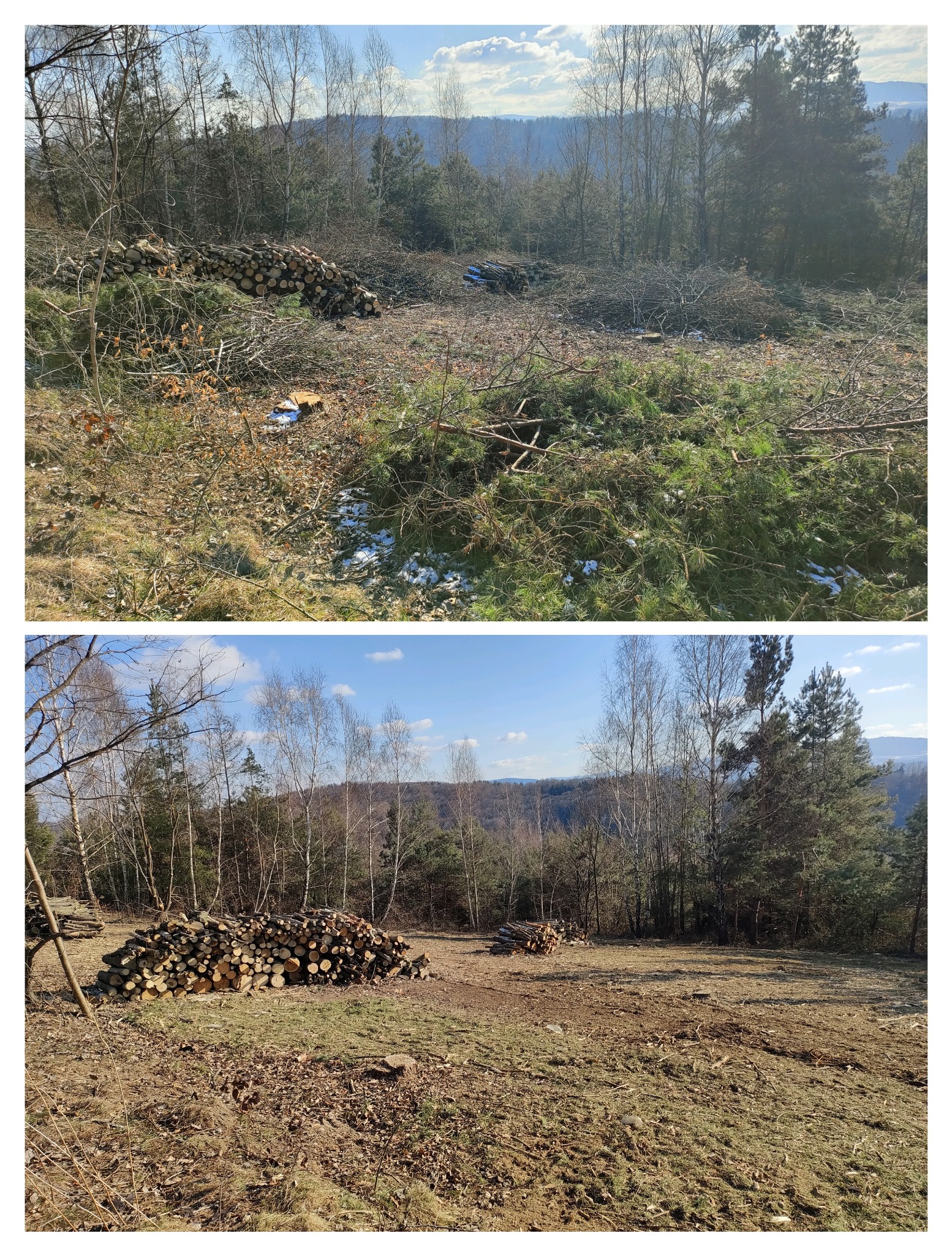 Zdjęcie 'przed i po' wycinki drzew na zalesionym terenie. W górnej części obszar po wycince z gałęziami, w dolnej posprzątany teren ze stosem pociętego drewna.
