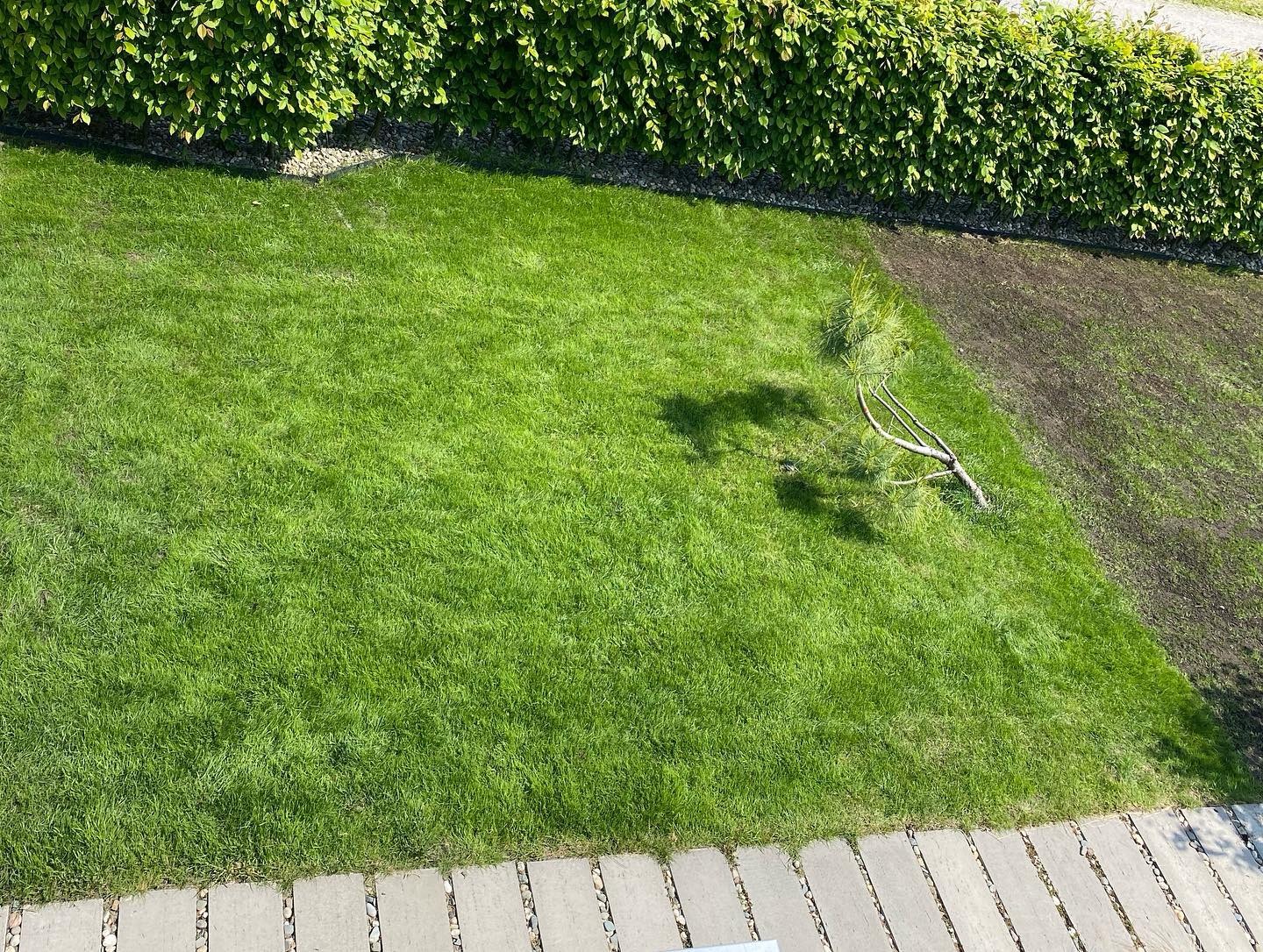 Widok z góry na trawnik z fragmentem świeżo obsianej ziemi, obok leży sucha gałąź, w tle żywopłot.