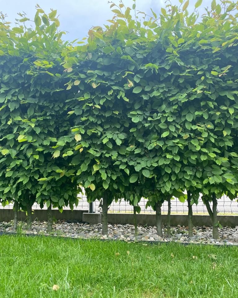 Równy szpaler strzyżonych grabów tworzący zielony żywopłot, oddzielający trawnik od kamienistego podłoża i ogrodzenia.