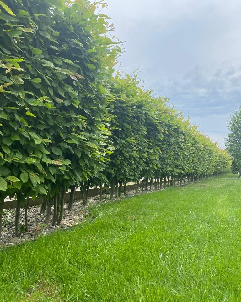 Szpaler formowanych grabów posadzonych wzdłuż trawnika, podsypanych drobnymi kamieniami