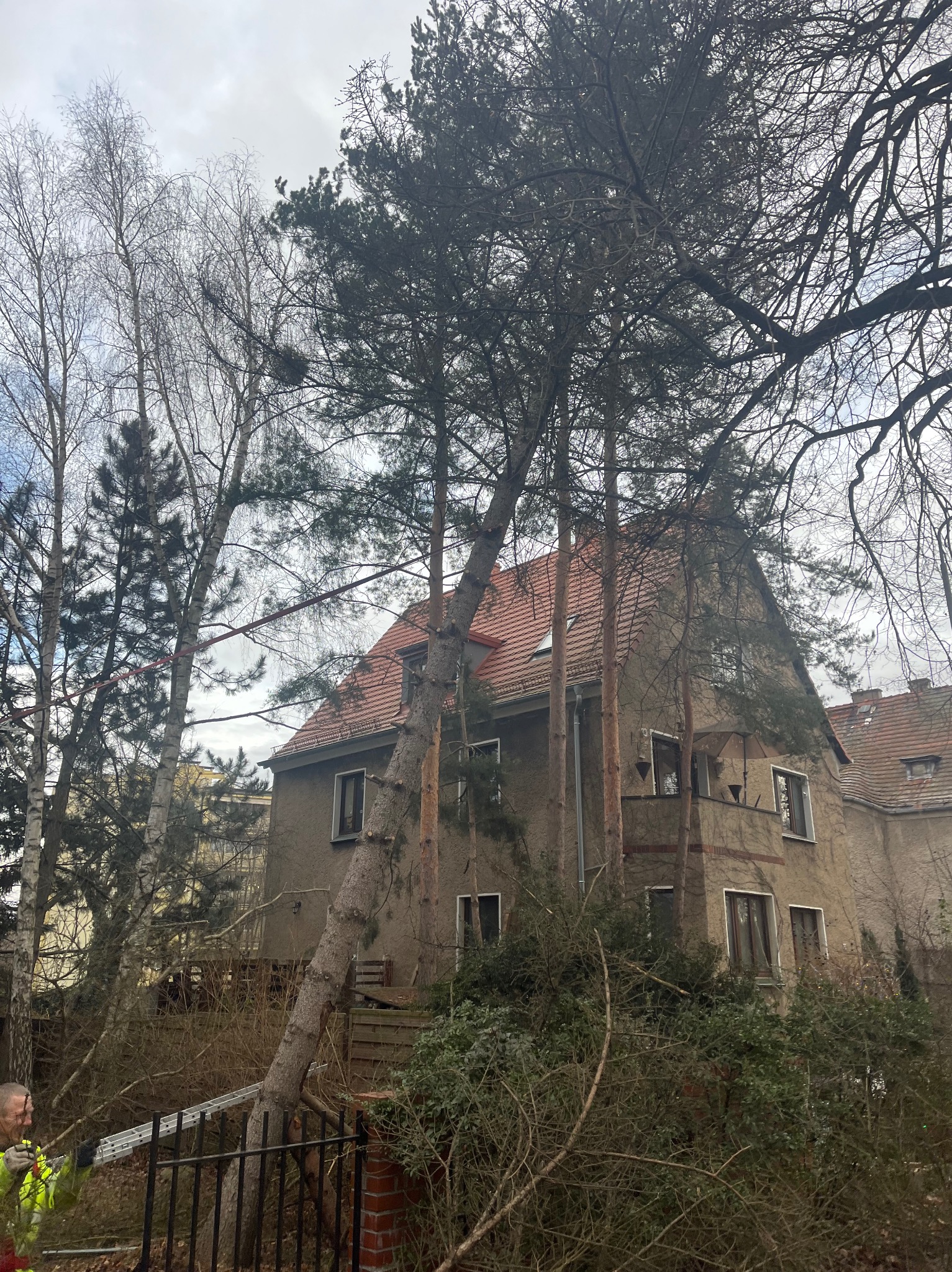Drzewo po wycince części gałęzi pochylone w stronę domu we Wrocławiu, widoczny fragment drabiny i pracownik w odblaskowej kamizelce.