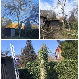 Na Błysk Klaudia Dufka - Zdjęcie przedstawia trzy etapy prac przy drzewie: pierwotny wygląd drzewa, drzewo po częściowej redukcji gałęzi z drabiną opartą o pień oraz pień drzewa porośnięty bluszczem po całkowitej wycince...