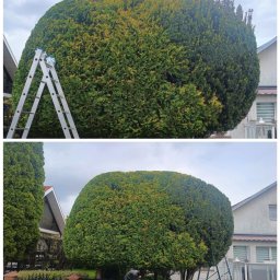 Przycinanie dwuletnich odrostów tuji zrośniętych z cisem o wysokości 4.5m.