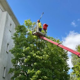 Przycinanie drzew przy pomocy podnosnika koszowego 