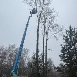 Wycinka drzew Brzoza 1