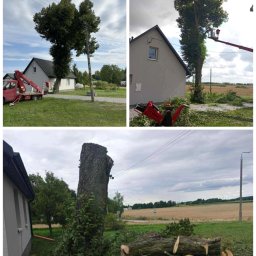 Wycinka drzew Brzoza 3