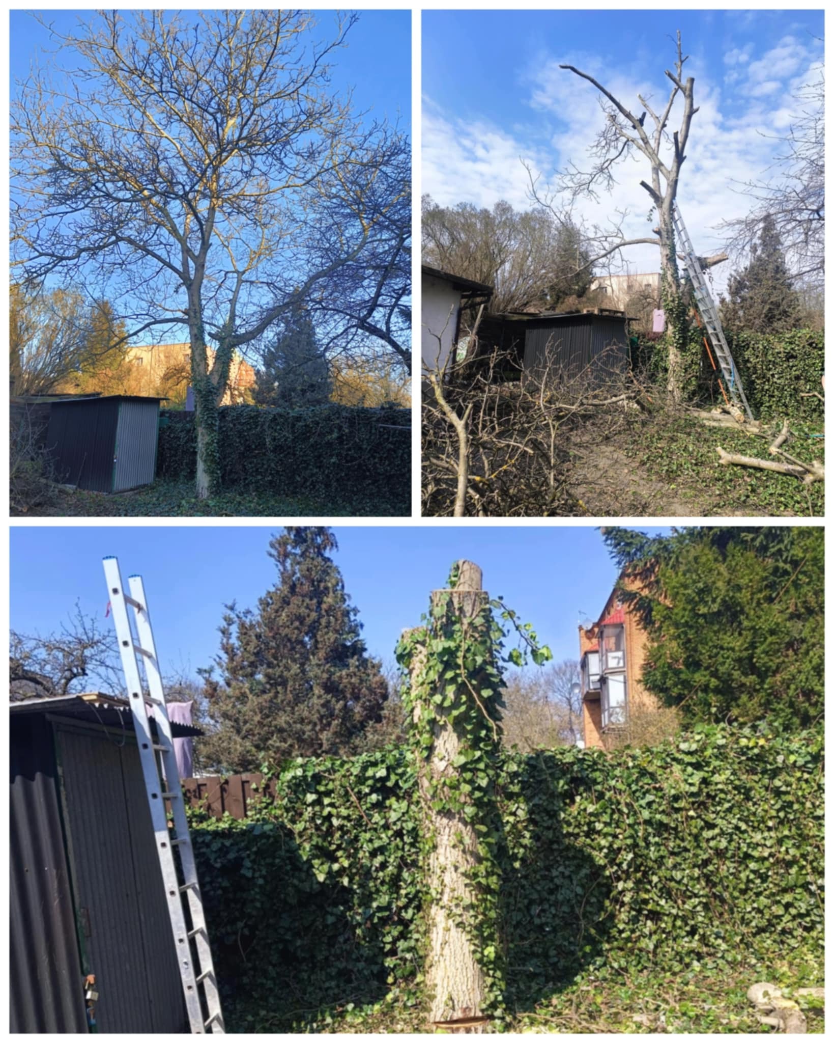 Zdjęcie przedstawia trzy etapy prac przy drzewie: pierwotny wygląd drzewa, drzewo po częściowej redukcji gałęzi z drabiną opartą o pień oraz pień drzewa porośnięty bluszczem po całkowitej wycince...