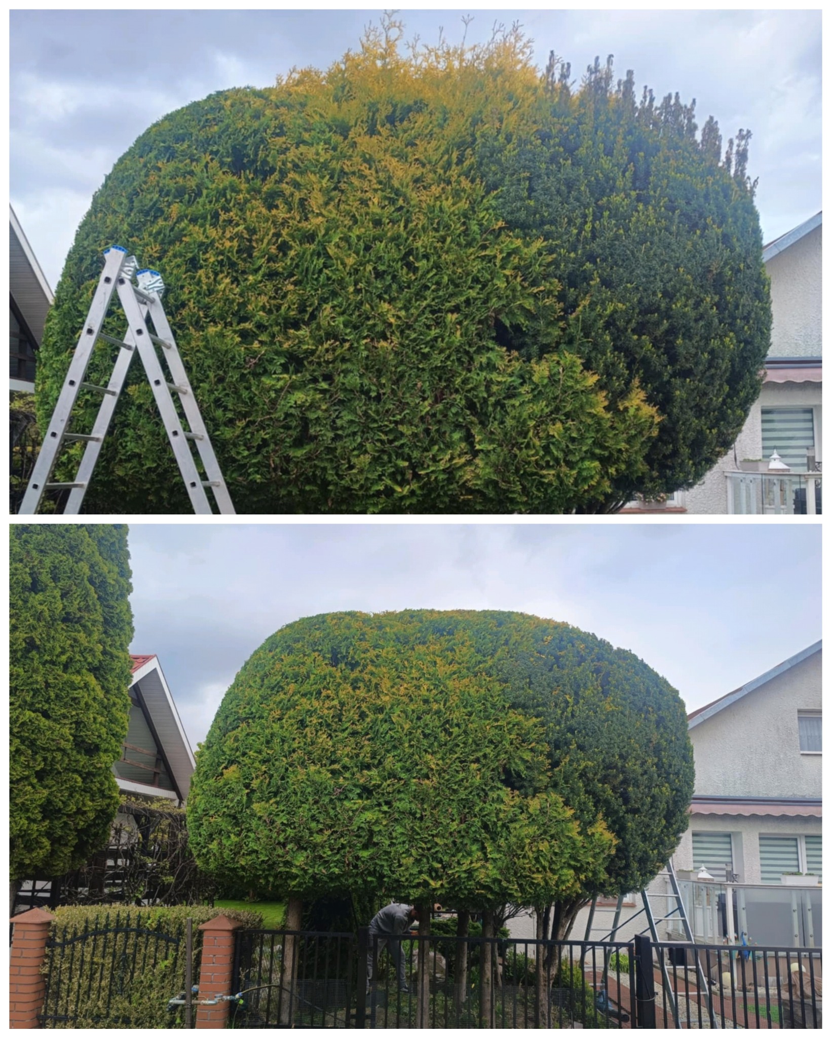 Przycinanie dwuletnich odrostów tuji zrośniętych z cisem o wysokości 4.5m.