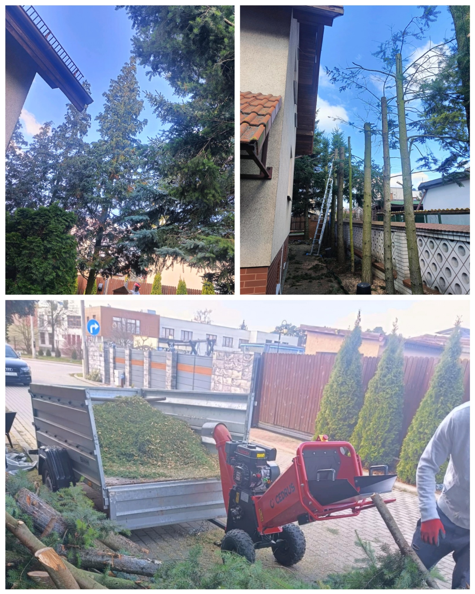 Skracanie drzew o wysokości 10m, rosnących blisko budynku. Następnie zmielenie gałęzi w rębaku.