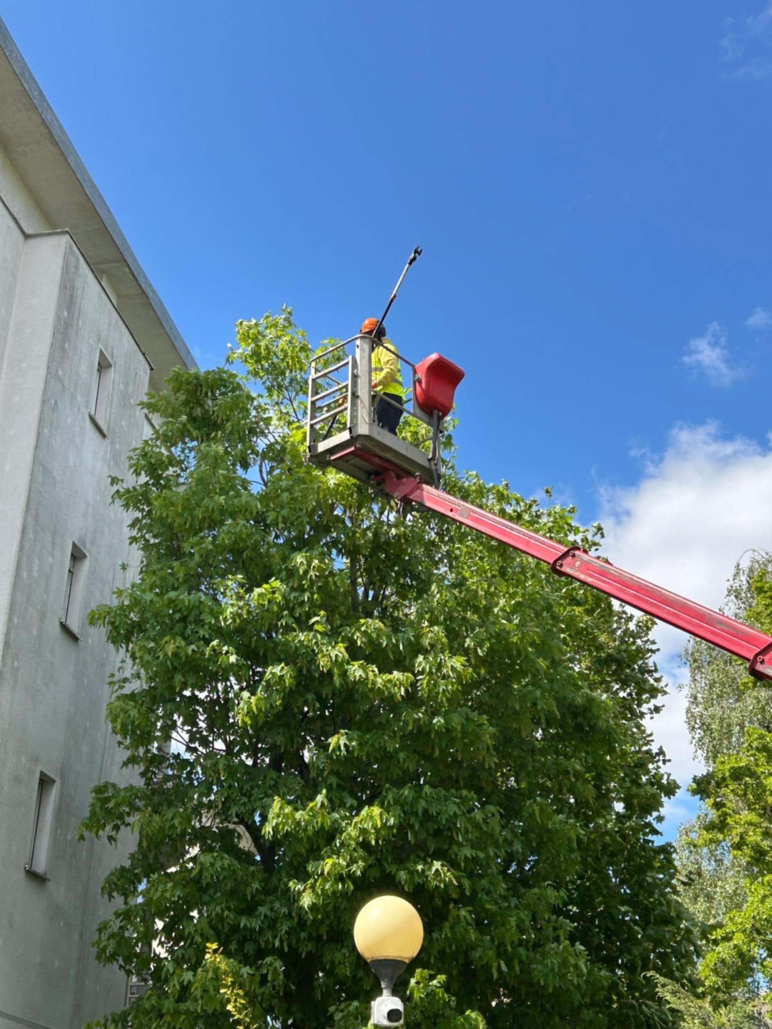 Przycinanie drzew przy pomocy podnosnika koszowego