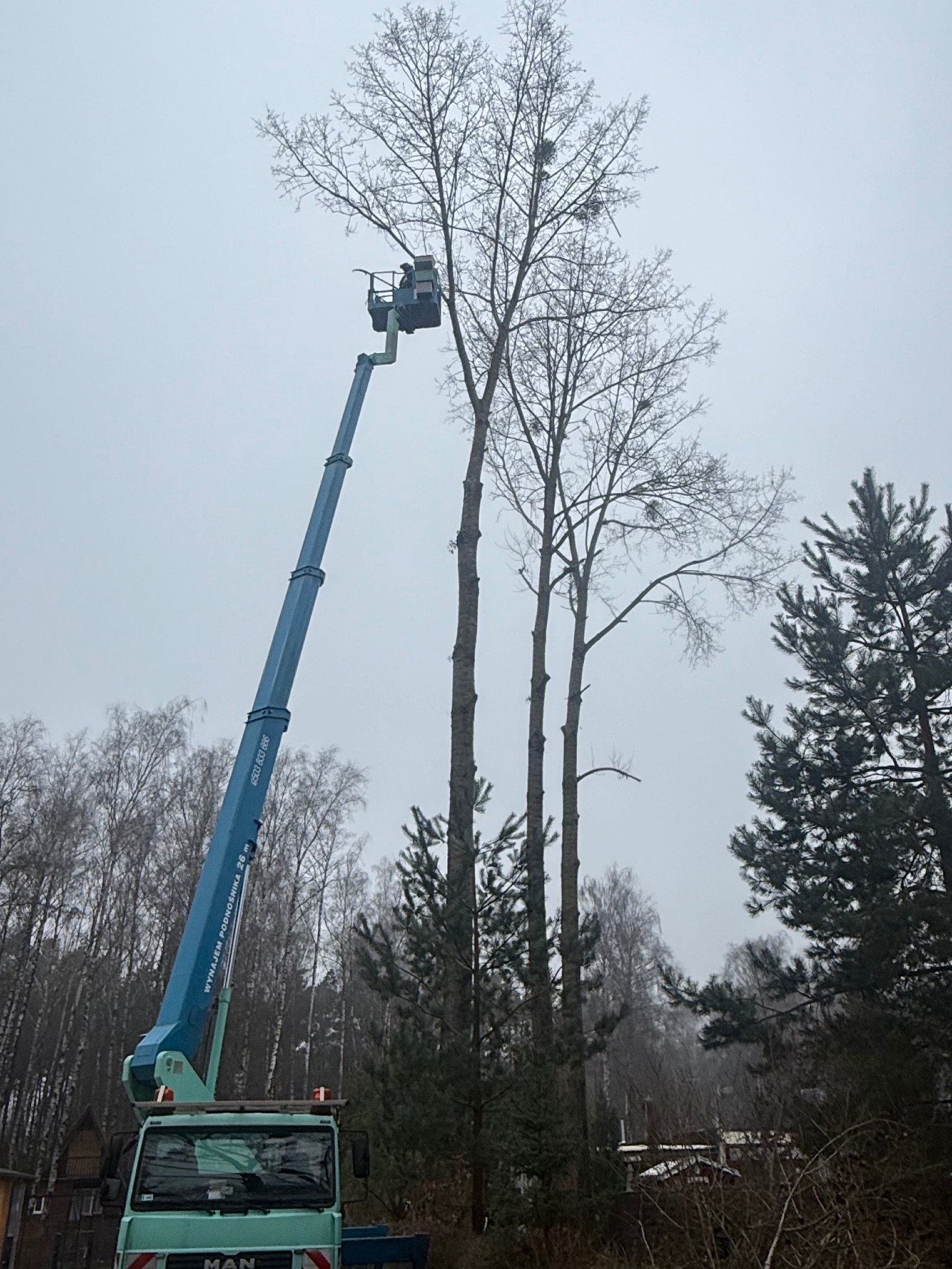 Praca na wysokości: podnośnik MAN z wysięgnikiem, operator w koszu przy wysokich drzewach bez liści, prawdopodobnie w trakcie przycinania gałęzi. Pochmurny dzień.