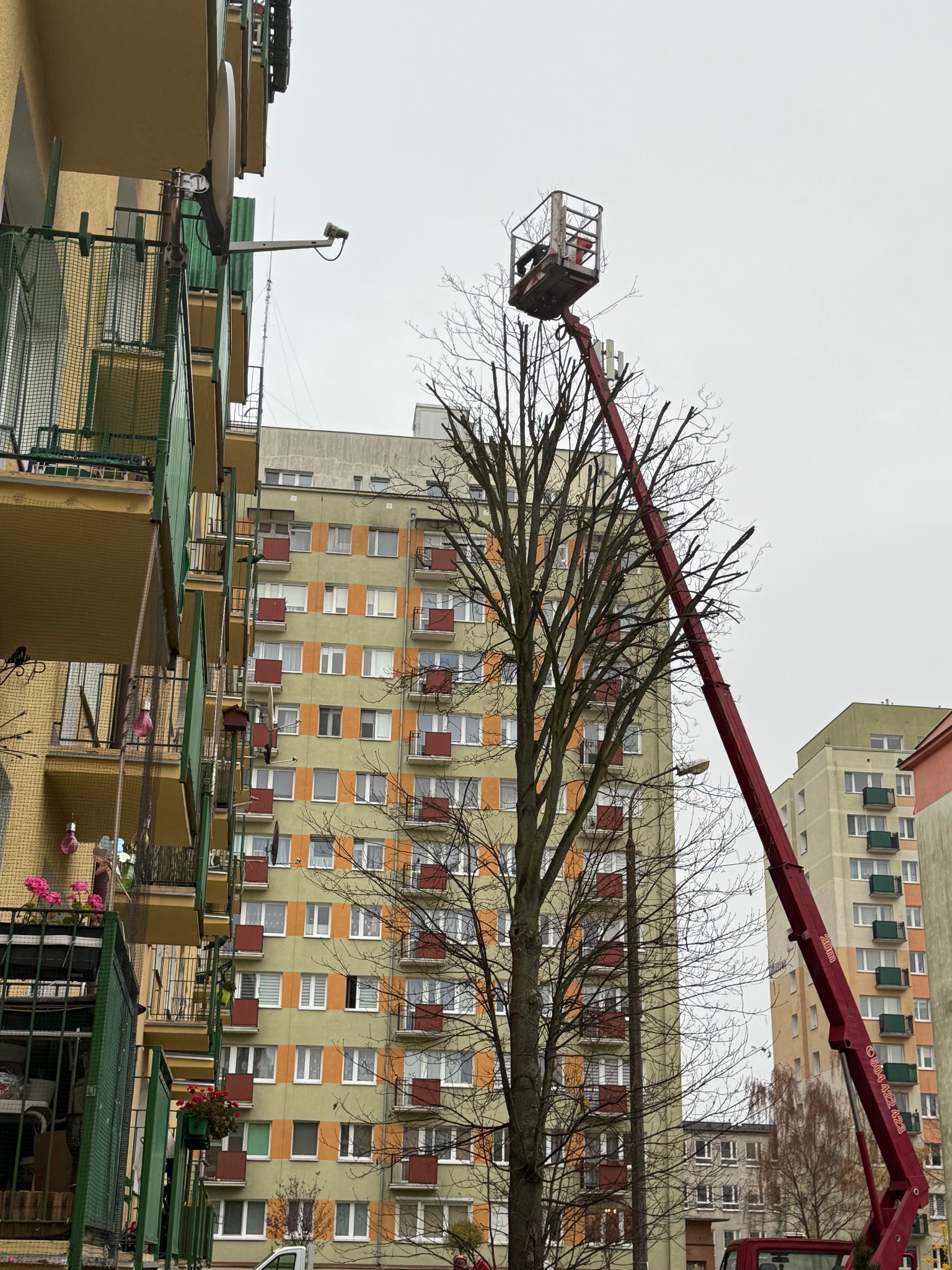 Czerwony podnośnik koszowy z pracownikiem na tle bloków mieszkalnych, przycinanie gałęzi drzewa w mieście. Widoczne obcięte gałęzie.