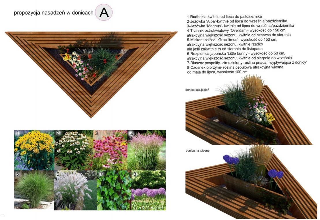 Wizualizacja nasadzeń w trójkątnej donicy z drewna, prezentująca kompozycję z rudbekii, jeżówki, trzcinnika ostrokwiatowego, miskanta chińskiego, rozplenicy japońskiej, bluszczu pospolitego...