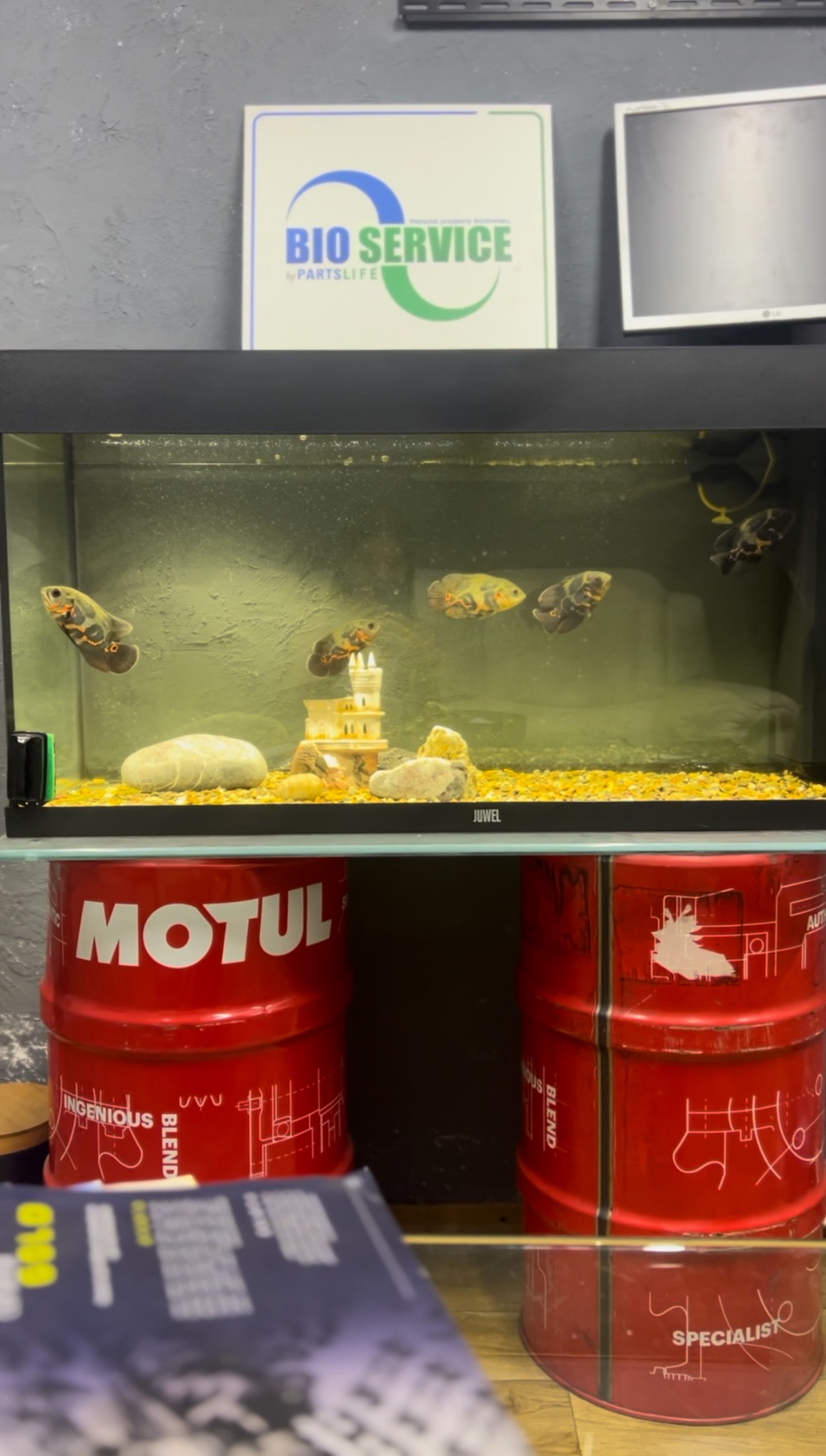 Akwarium z rybami Oscar umieszczone na dwóch czerwonych beczkach Motul w warsztacie, z logo Bio Service widocznym w tle.