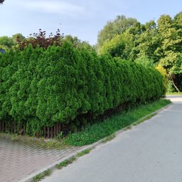 Usługi ogrodnicze Maciej Musiał - Równy szpaler gęstych, zielonych tuj, oddzielony niskim, drewnianym płotkiem od chodnika z kostki i asfaltowej drogi. W tle drzewa i błękitne niebo.