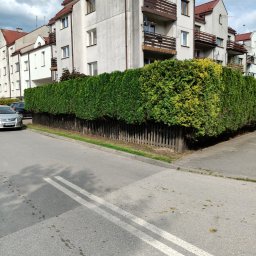 Usługi ogrodnicze Maciej Musiał - Równy żywopłot z tui, częściowo żółknący, oddzielający budynek mieszkalny od ulicy. Widoczne ślady po strzyżeniu na asfalcie.