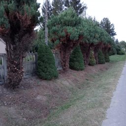 Usługi ogrodnicze Maciej Musiał - Rząd formowanych iglaków wzdłuż chodnika i płotu. Część drzew po zabiegach pielęgnacyjnych, z widocznymi śladami cięcia gałęzi. Słup energetyczny w tle.