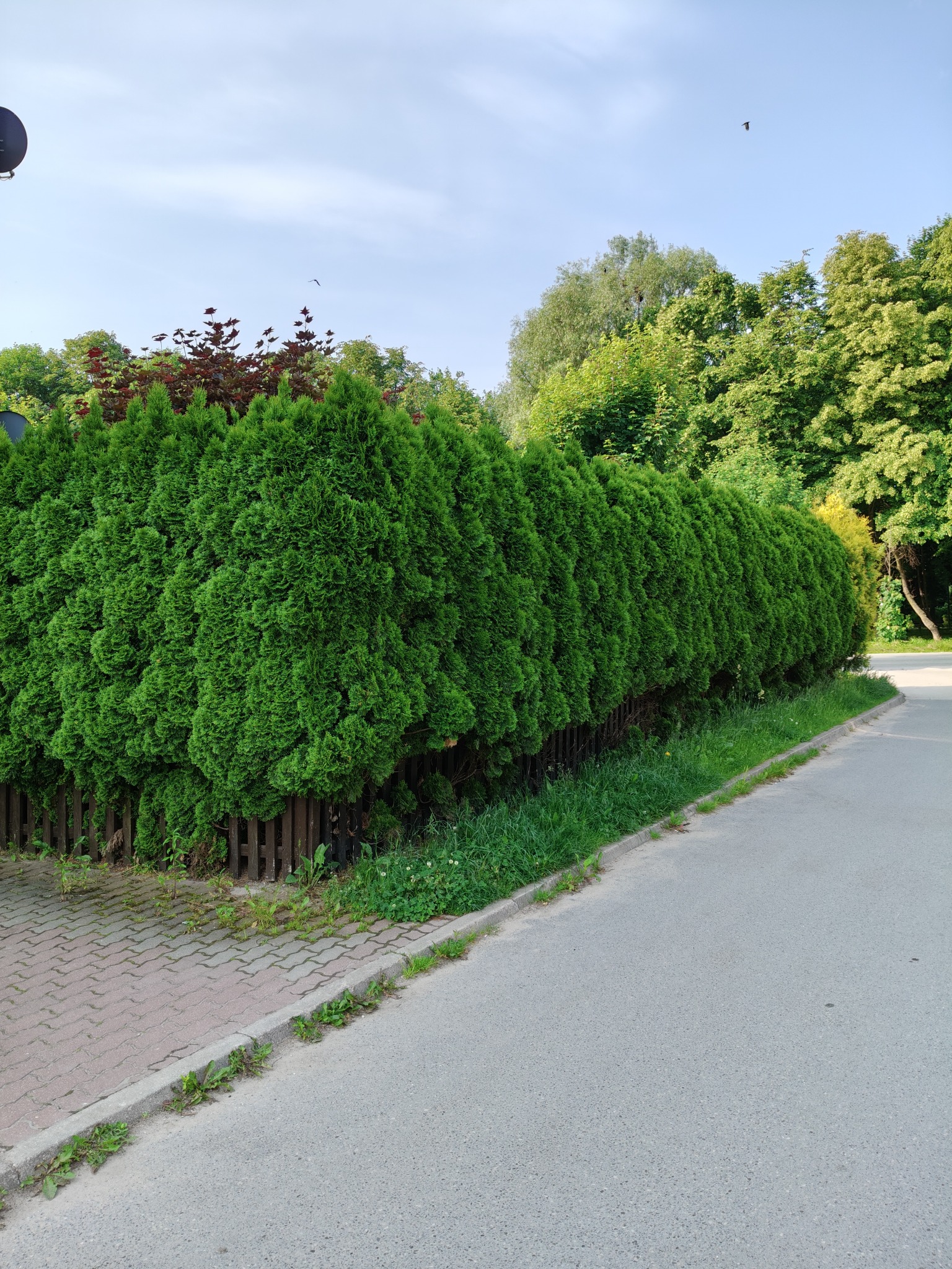 Równy szpaler gęstych, zielonych tuj, oddzielony niskim, drewnianym płotkiem od chodnika z kostki i asfaltowej drogi. W tle drzewa i błękitne niebo.