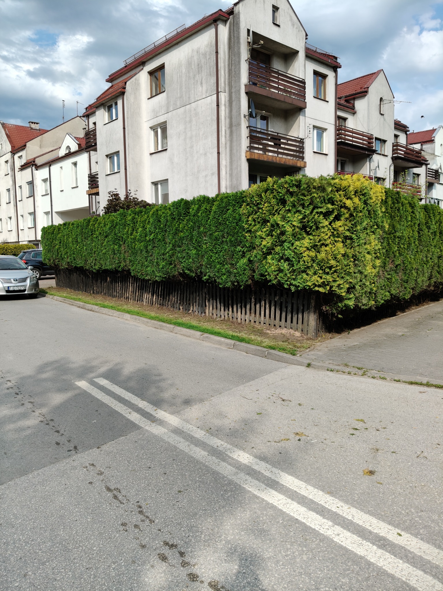 Równy żywopłot z tui, częściowo żółknący, oddzielający budynek mieszkalny od ulicy. Widoczne ślady po strzyżeniu na asfalcie.