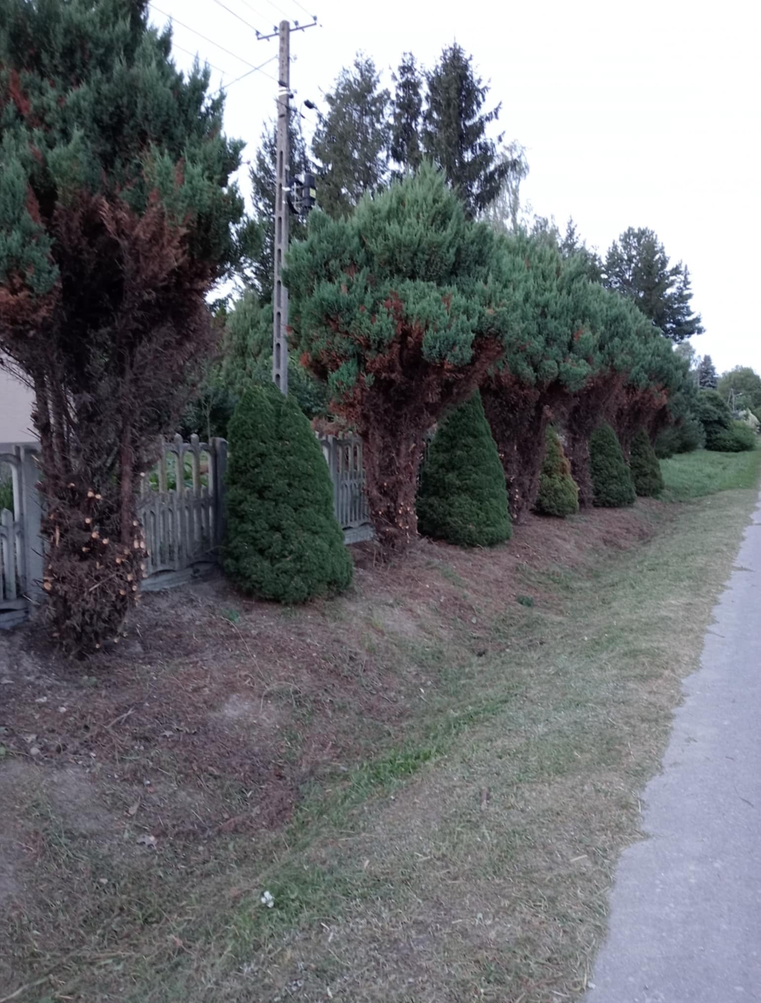 Rząd formowanych iglaków wzdłuż chodnika i płotu. Część drzew po zabiegach pielęgnacyjnych, z widocznymi śladami cięcia gałęzi. Słup energetyczny w tle.