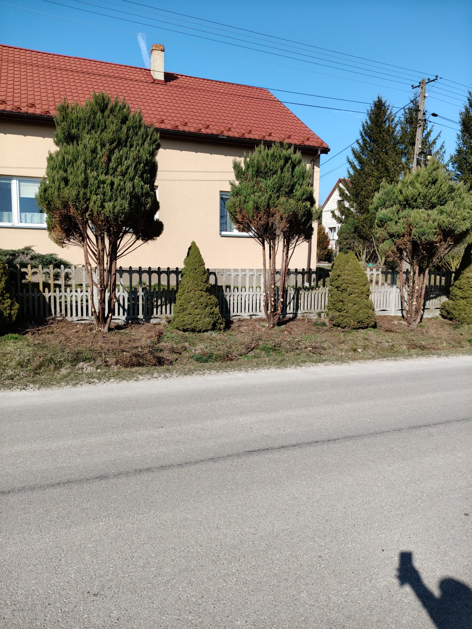 Formowane iglaki wzdłuż ogrodzenia posesji, widoczne ślady po cięciu gałęzi. Słoneczny dzień, błękitne niebo. W tle dom z czerwoną dachówką.