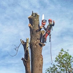 Bsalpine - Ścinanie Drzew Sosnowiec