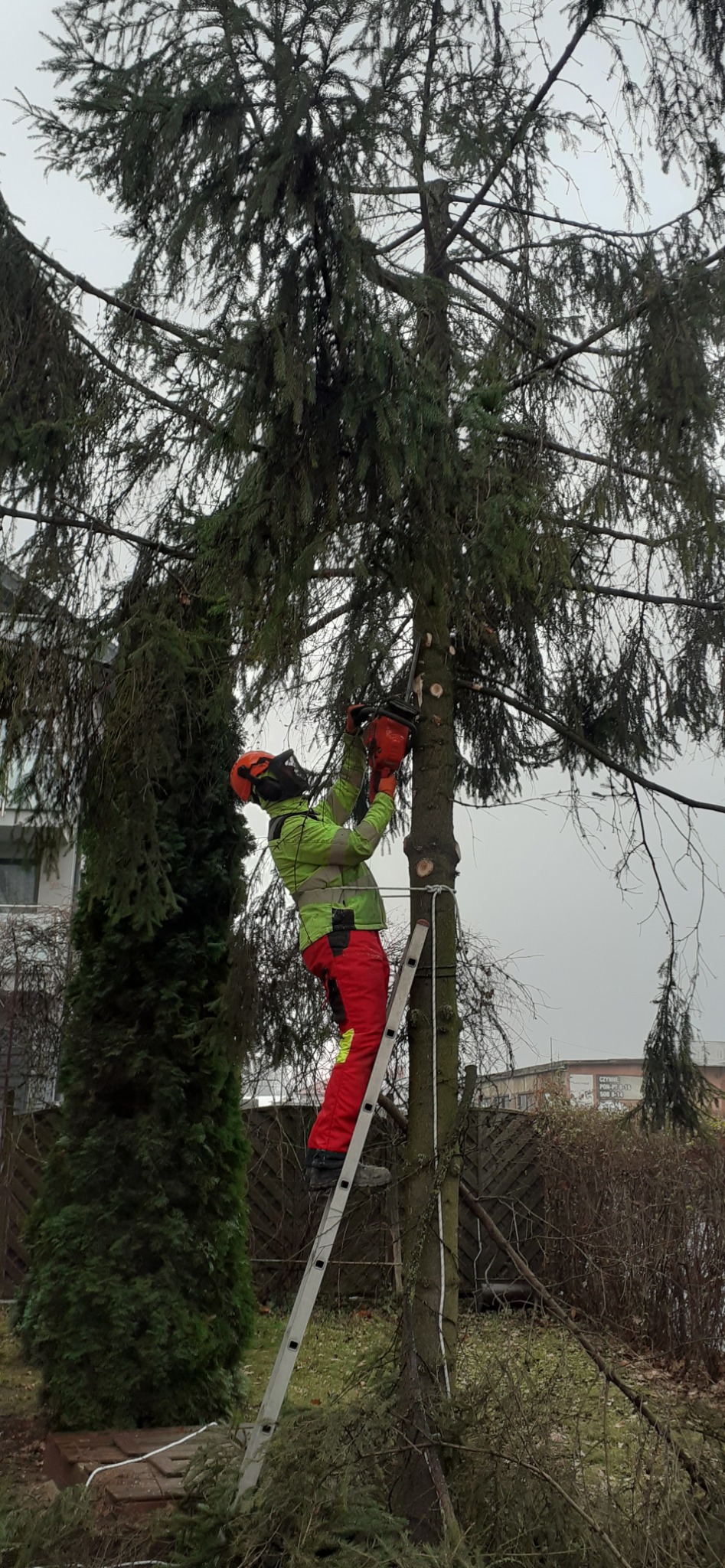 Pracownik w kasku i odzieży ochronnej na drabinie, przycina gałęzie drzewa piłą spalinową, widoczne świeżo obcięte konary.