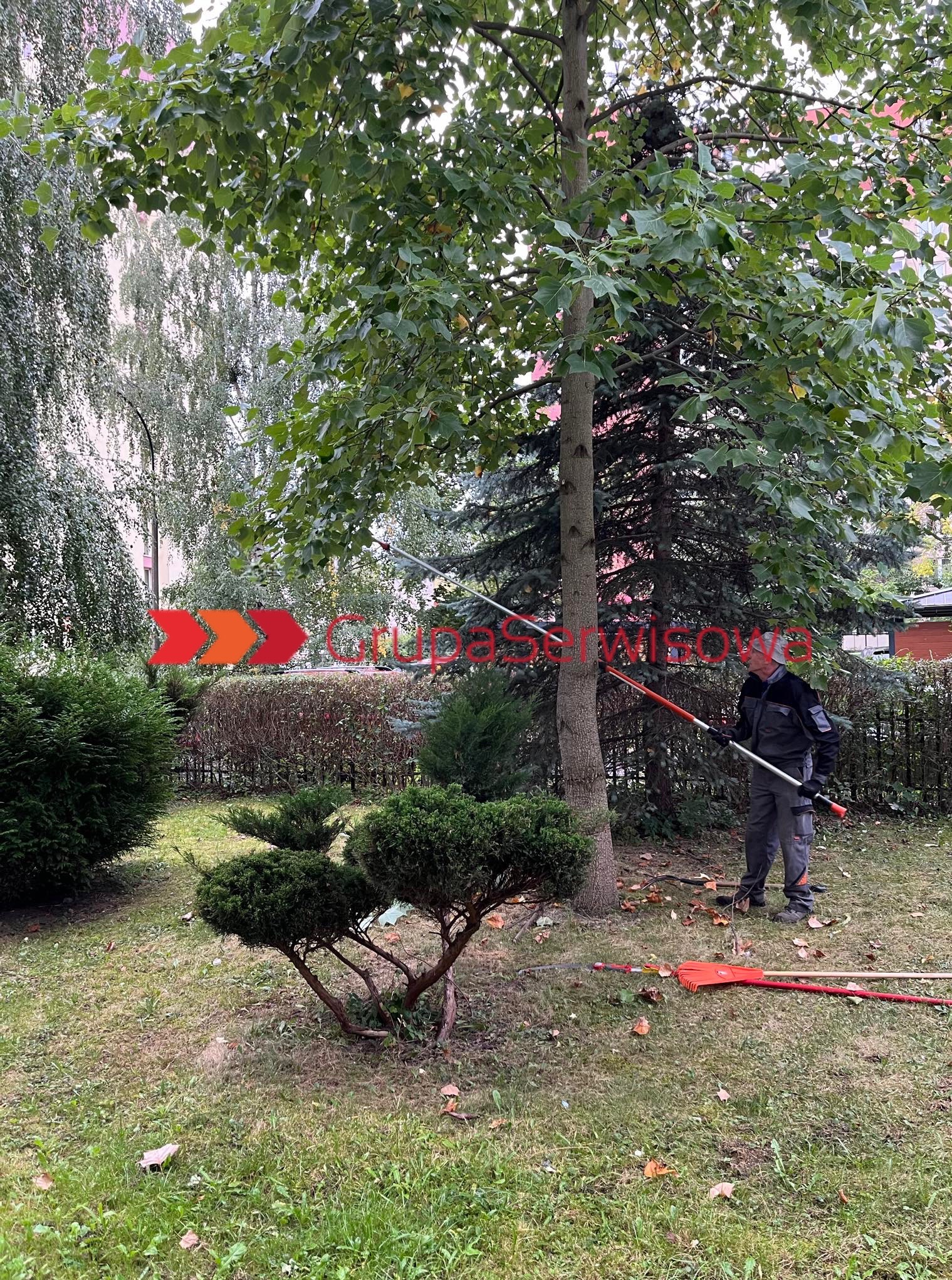 Mężczyzna w ogrodzie przycina drzewo za pomocą teleskopowych nożyc. Na trawie leżą grabie i gałęzie. W tle budynek mieszkalny i inne drzewa.