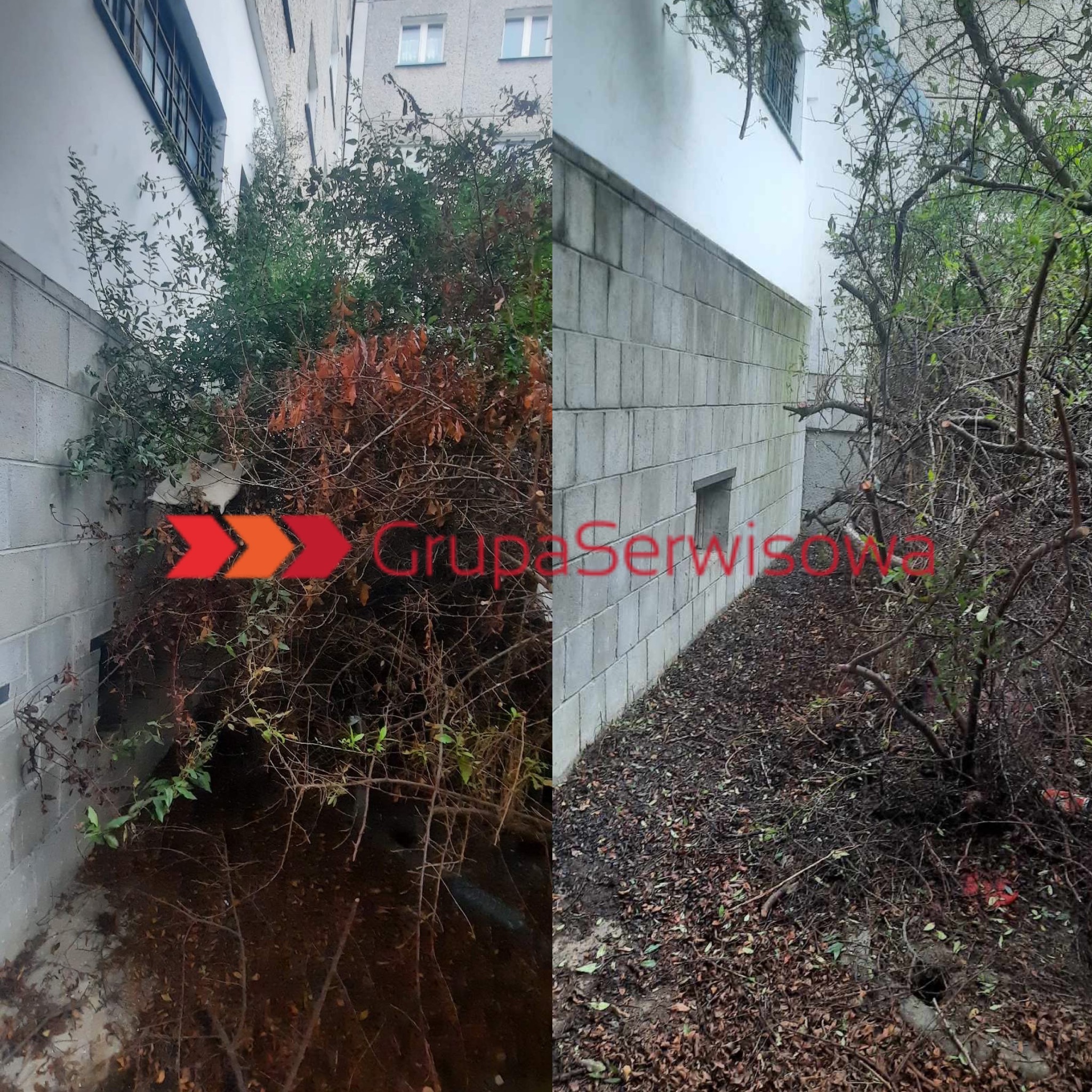 Zdjęcie 'przed i po' usunięcia zarośli przy ścianie budynku z bloków. Po prawej stronie widoczna czysta ściana i posprzątane liście.