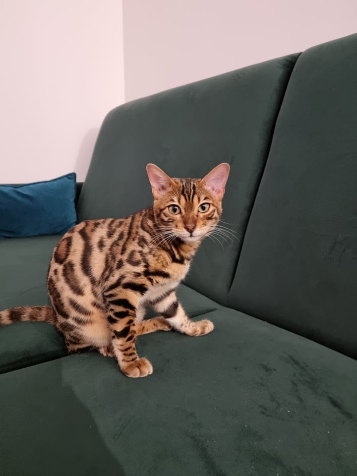 Kot bengalski siedzi na ciemnozielonej, dwuosobowej kanapie z weluru i patrzy w obiektyw