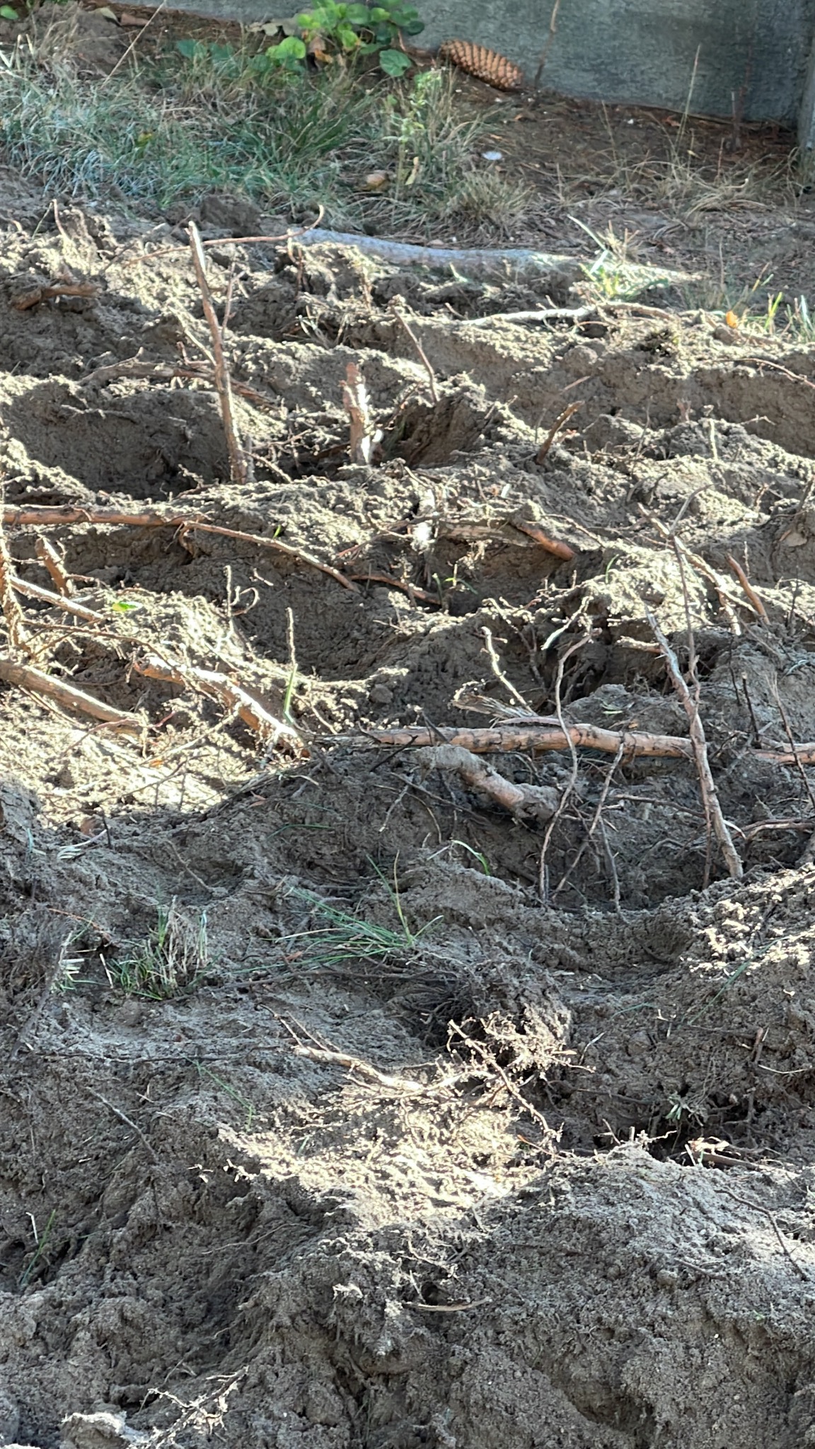 Przygotowany teren pod ogród: świeżo przekopana ziemia z wystającymi gałązkami i korzeniami, gotowa do dalszych prac ogrodniczych.