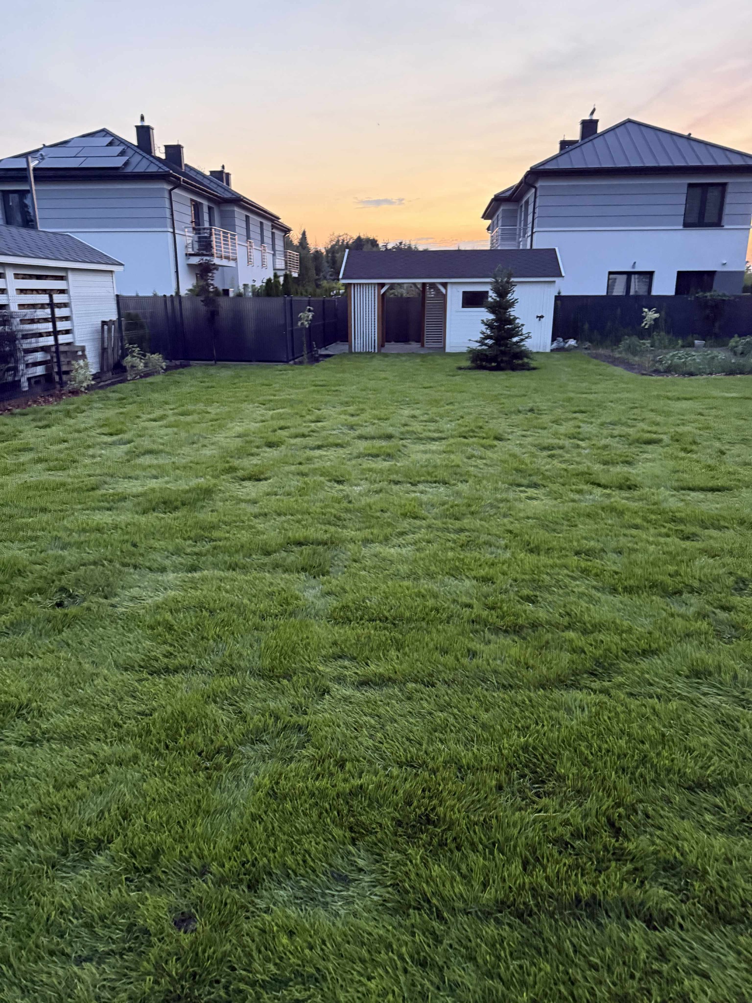Rozległy trawnik przed domem z młodą choinką, widok na budynki w tle, oświetlone zachodzącym słońcem. Trawa wysoka, tworząca efekt falowania.